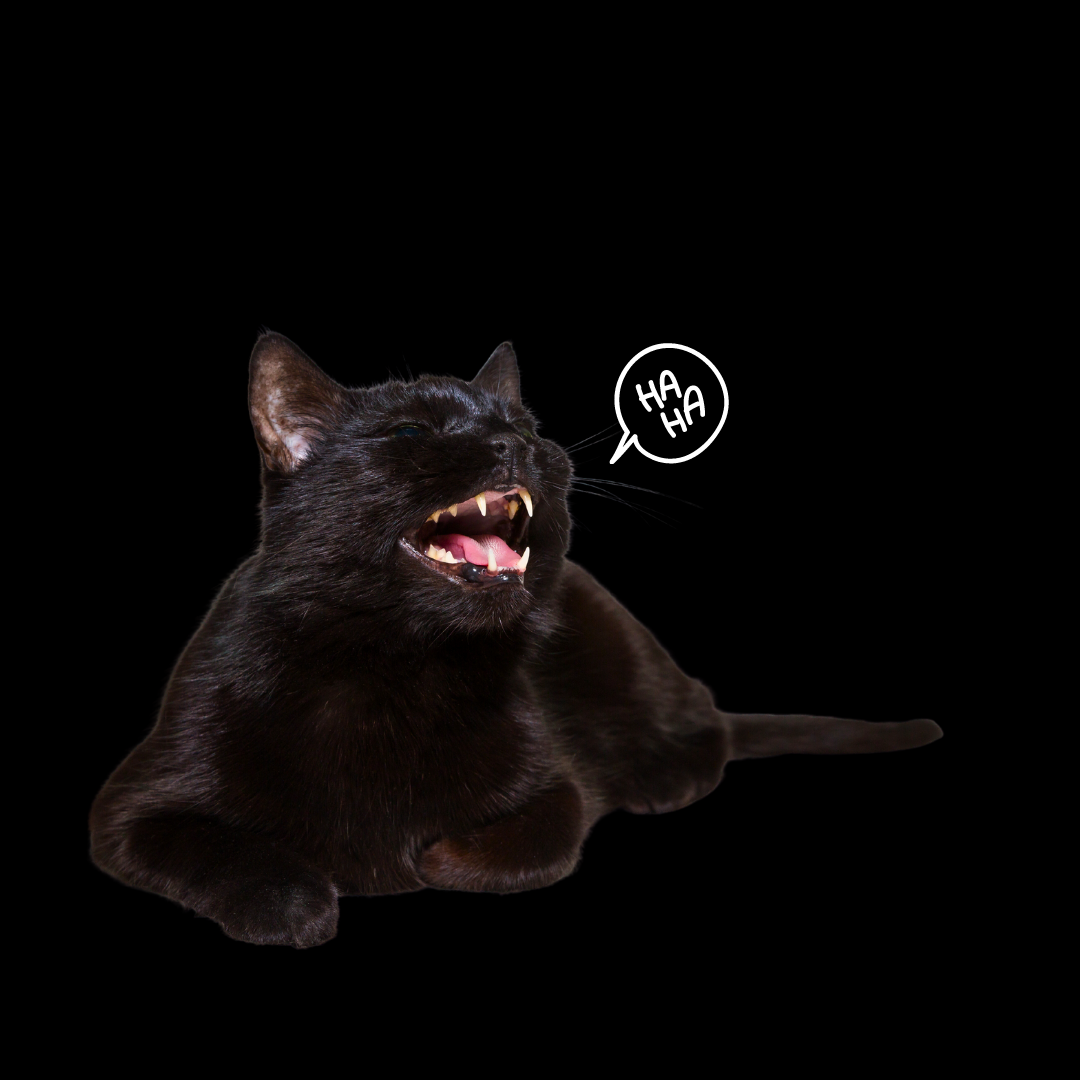 A black cat resting on the ground, opening their mouth widely in a laugh. A small speech bubble above their head reads, "Ha ha."