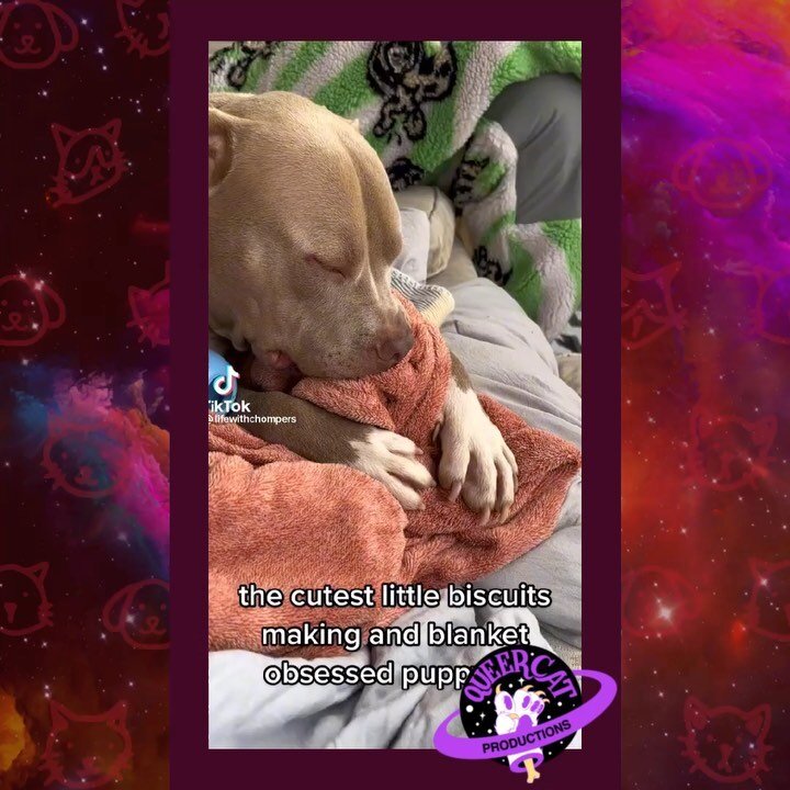 Our Spring Equinox Virtual Showing of #RiseThePlay opens TONIGHT at 7:00 PM PST, and we&rsquo;re celebrating with our fave #CatToks and #PitToks! Grab your tickets at queercatproductions.com/tickets&mdash;box office closes at 1:00 PM PST! ✨🔮
[ID 1: