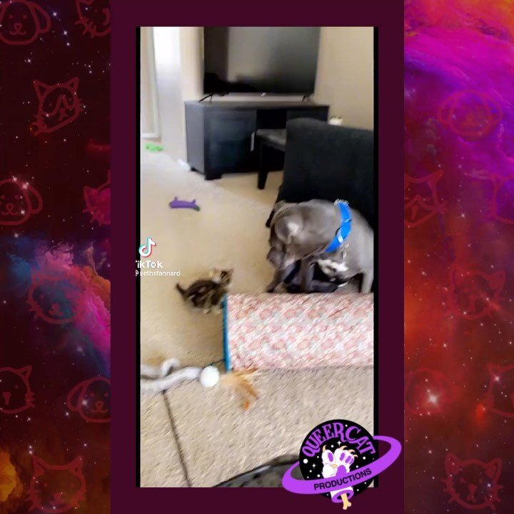 We&rsquo;re only ONE week away from our Spring Equinox Virtual Showing of #RiseThePlay! Tickets are available NOW on a sliding scale for our Spring Equinox Virtual Screening at queercatproductions.com/tickets!
 Enjoy our latest #CatToks and #PitToks