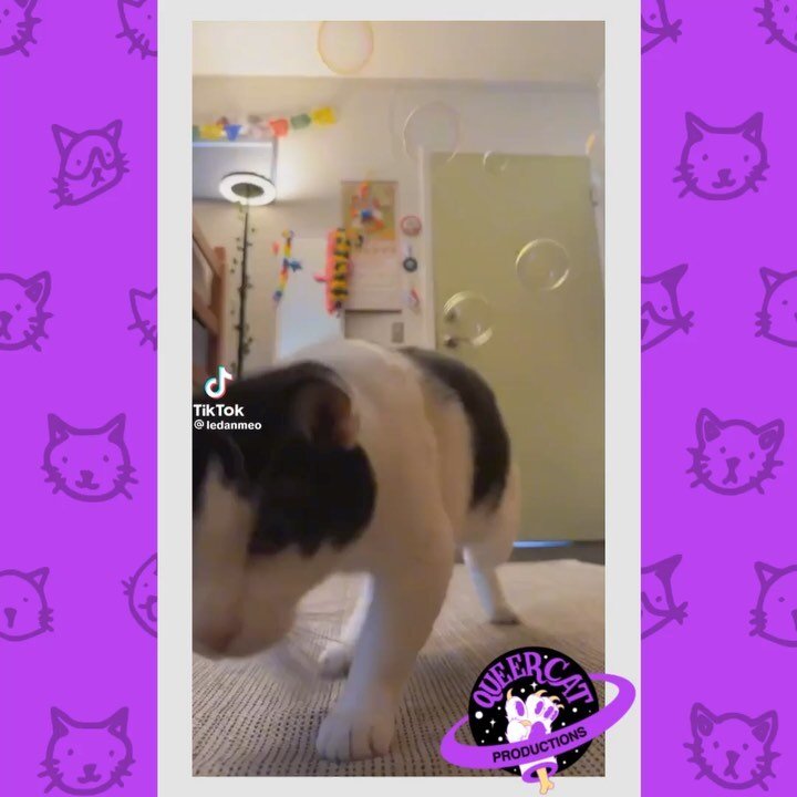 Happy Friday! We&rsquo;ve got all new #CatToks to celebrate! 🌷😻
[ID 1: A video from @/ledanmeo of a black and white cat in a living room trilling at and jumping after bubbles. The camera person sweetly mimics their trilling and laughs.
2: @/jolie