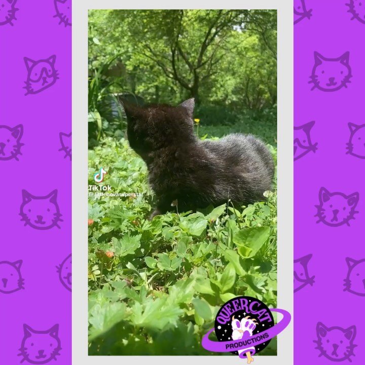 It&rsquo;s Friday, and that means all new #CatToks are HERE! ☀️😽
[ID 1: @/littlenovasuperstar&rsquo;s compilation of a teeny black kitten enjoying the sunshine rolling around in the grass. Happy instrumental music plays in the background.
2: @arii