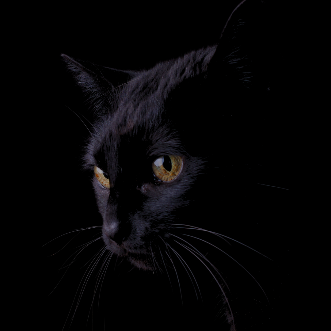 A 3/4 profile of a black cat looking into the distance.